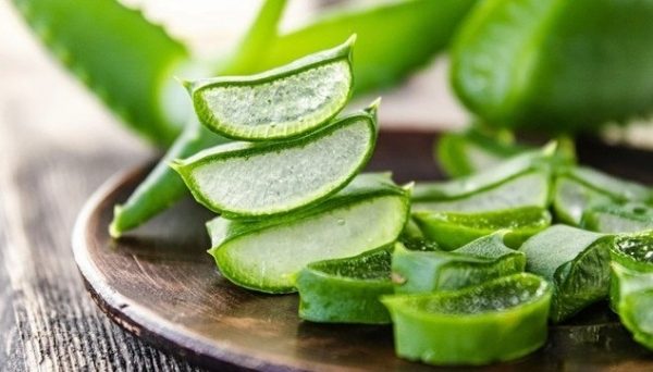 Cây nha đam: Giàu giá trị dược liệu