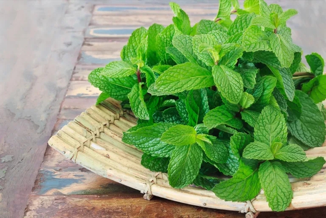 5 loại cây trồng có thể khiến muỗi không dám đến gần ngôi nhà của bạn