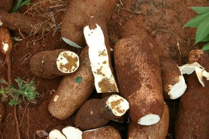 Ít ai biết: Củ sắn quen thuộc lại có thể chứa độc tố tự nhiên