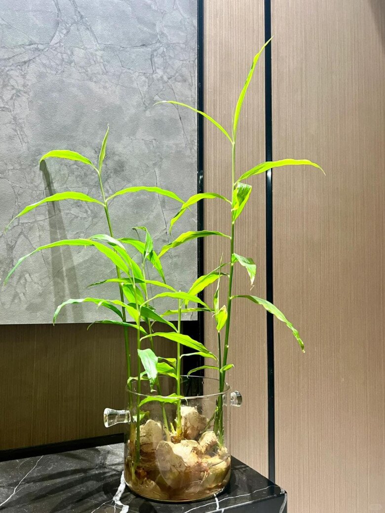 3 loại cây gia vị nên trồng trong năm Bính Ngọ
