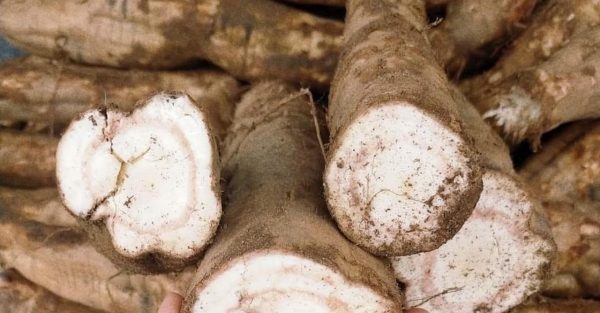 Củ sắn dây: Vị thuốc dân gian giúp thanh nhiệt, giải rượu