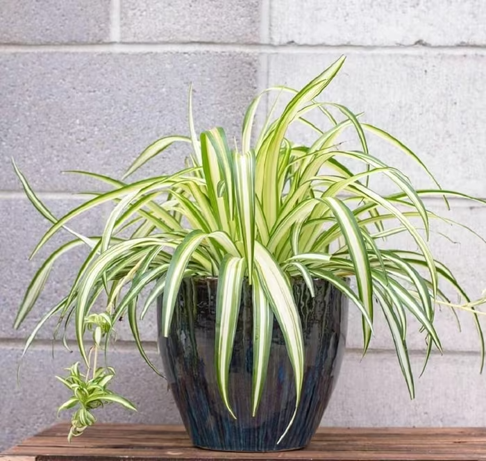 7 loại cây đặt trong phòng ngủ giúp lọc khí, ngủ ngon