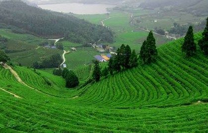 Tìm hiểu những vùng chè nổi tiếng ở Việt nam