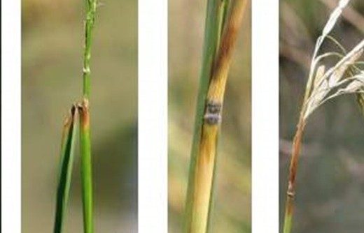 Kiến thức về phòng trừ bệnh đạo ôn hại lúa