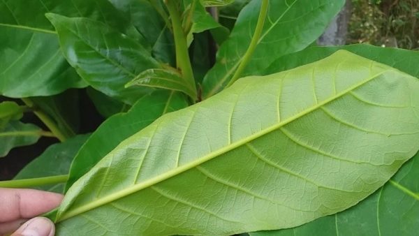Lá bàng tưởng bỏ đi lại là “kho thuốc quý” cho sức khỏe