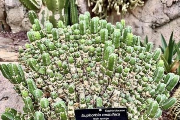 Loài cây cay nhất thế giới mạnh gấp 1.000 lần ớt, chạm vào cũng có thể gây bỏng