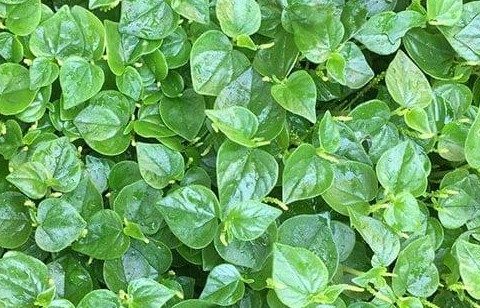 Rau càng cua và lợi ích đối với lá gan